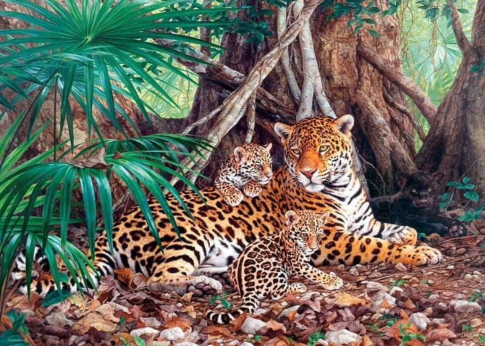 Пазл 3000 деталей Castorland: Ягуары в джунглях