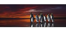 Пазл панорама Heye 1000 деталей: Королевские пингвины